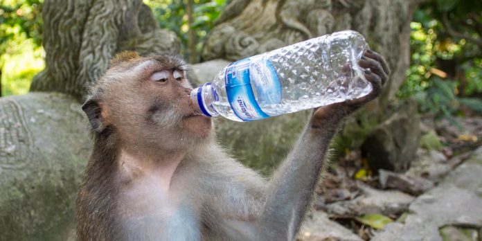 monkey-drinks-water