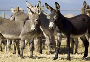 donkey farm in india