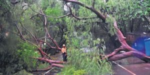 tree fallsdown in chennai